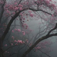 pink flowers are blooming on trees in the fog