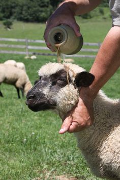 a person is pouring milk on a sheep