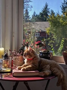 a cat sitting on top of a table next to a window