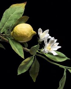 a lemon tree branch with white flowers and green leaves on it, against a black background