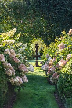 the garden is full of beautiful flowers and greenery, including pink hydrangeas