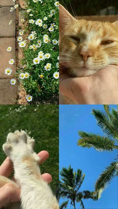 there are four different pictures with cats and flowers in the middle one has a palm tree