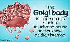 Golgi body images - Search Images Body Images, Body Image, Image Search