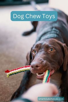 a dog chews on a toy in its mouth with the caption'dog chew toys '