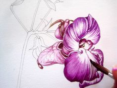 a drawing of a purple flower being drawn by someone's hand with a pencil