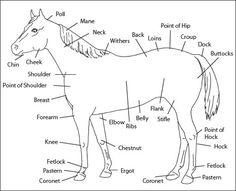 the parts of a horse labeled in black and white with labels on each side, including their names