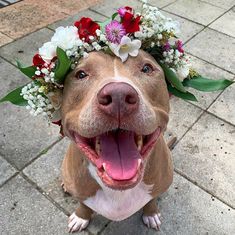 a brown dog with flowers on its head sitting on the ground next to a brick walkway