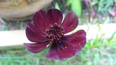 a close up of a flower on the ground near a wooden bench and potted plant