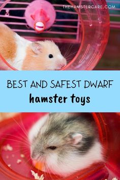 toys for dwarf hamsters, dwarf hamster care, tips for dwarf hamster, winter white hamster, russian campbell hamster, hamster pet, hamster care, hamster care guide, hamster guide, hamster, hamster tips, pets, rodents, best pets, hamster proper care, syrian hamster, dwarf hamster, hamster care tips, how to take care of a hamster Small Hamster, Mental And Physical Health, Best Toys