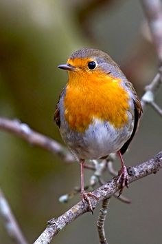 a small bird perched on top of a tree branch