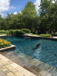 a dog is swimming in a pool surrounded by trees and flowers on a sunny day