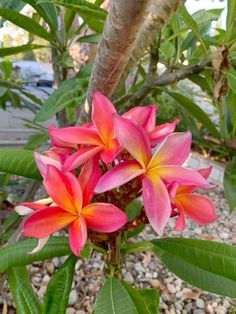 some pink and yellow flowers on a tree