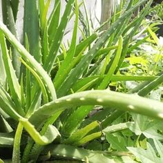 some green plants are growing in the garden