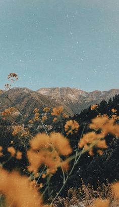 yellow flowers in the foreground with mountains in the background