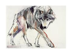 a painting of a wolf walking across a white ground with red, orange and purple colors