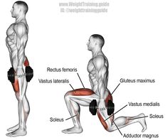 an image of a man doing squats with dumbbells and back muscles highlighted