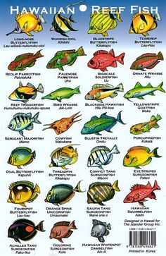 the hawaiian reef fish poster shows different types of tropical fish and their name on it