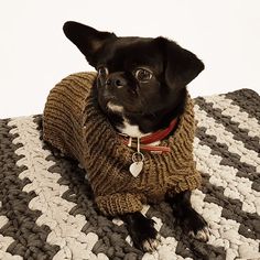 a small black dog wearing a sweater on top of a blanket