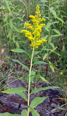 a plant with yellow flowers in the middle of some grass and weeds near a log