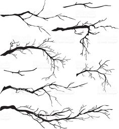 the branches of trees without leaves on a white background