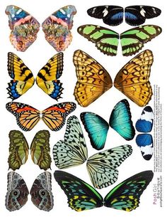 many different types of butterflies on a white background