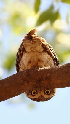 an owl sitting on top of a tree branch