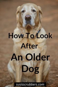 An Old dog is sitting gently Old Dog, Dog Care Tips