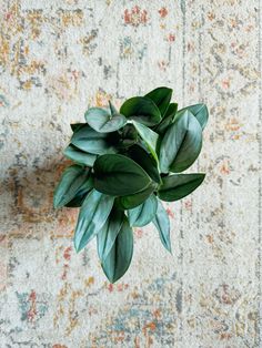 a green plant sitting on top of a rug