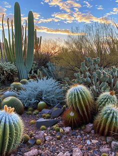 Cactus Landscaping: Serene Desert Scene at Dusk Arizona Animals, Palm Springs Garden, Sunset Hues, Colorful Sky, Desert Scene