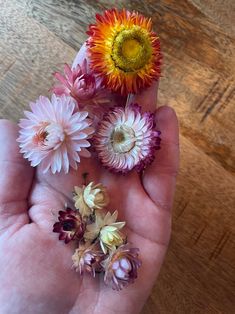 a person's hand holding five different colored flowers