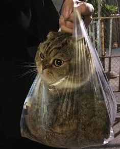 a cat in a plastic bag being held by someone