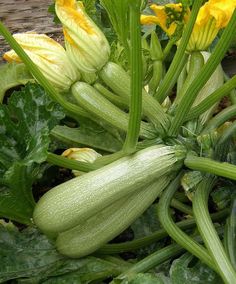 zucchini plants with yellow flowers and green leaves