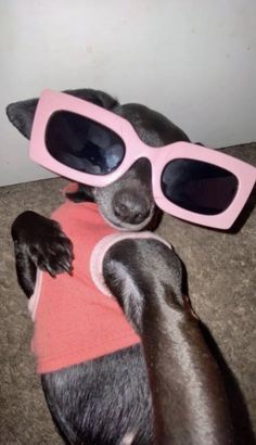 a dog with sunglasses on its head laying on the floor in front of a wall