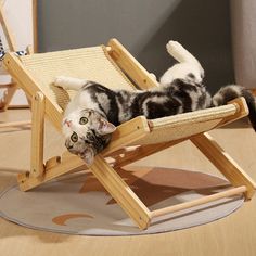 a black and white cat laying on top of a wooden chair with its paws in the air