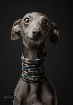 a small dog wearing a collar with flowers on it's neck and looking at the camera