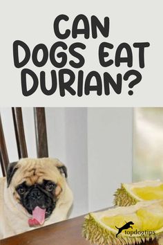 Can Dogs Eat Durian: 3 Reasons Why They Shouldn’t Can Dogs Eat, Dog Eating, Tropical Fruit, Fun Snacks, The King, Dog Food Recipes, Need To Know