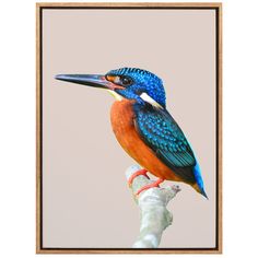 a blue and orange bird sitting on top of a tree branch in front of a gray background