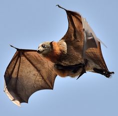 a bat flying through the air with its wings spread