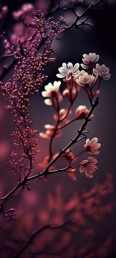 some white flowers are on a branch with purple lights in the back ground and behind them is a dark background