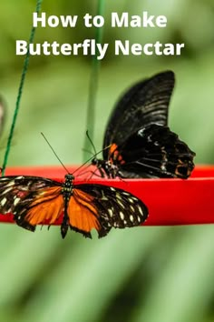 two butterflies sitting on top of a red object with the words how to make butterfly nectar