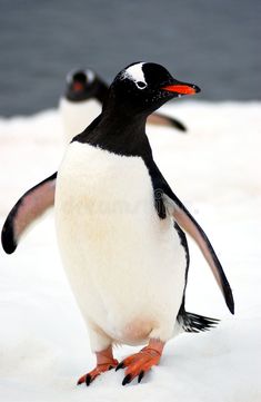 a penguin with an orange beak standing in the snow royalty images and stock photos for commercial use