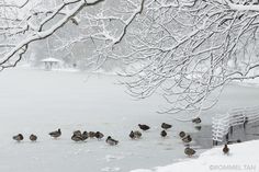 a flock of birds standing on top of a frozen lake next to a tree covered in snow