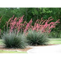 some very pretty pink flowers and green plants in the grass with trees in the background