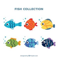 fish collection with different colors and sizes