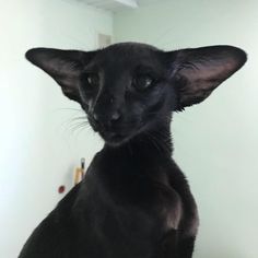 a black cat sitting on top of a bed next to a white wall in a room