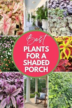 the best plants for a shaded porch are featured in this collage with text overlay