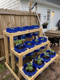 several blue buckets filled with plants in front of a wooden fence and a black dog