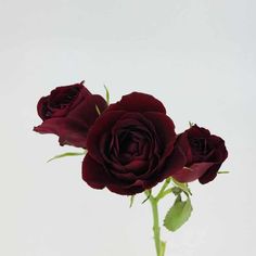 three dark red roses in a vase on a white tablecloth with green stems and leaves