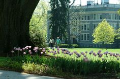 two people walking in front of a large building with tulips on the lawn