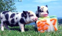 two small pigs standing next to each other in the grass